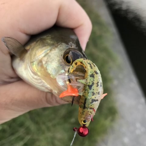 westin stanley the stickleback perch aborre