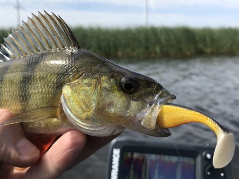 aborre perch barsch vonåen highrider flydering westin shadteez vestjylland lystfiskeri