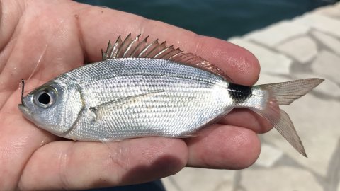 sivota harbour fishing angeln greece live bait