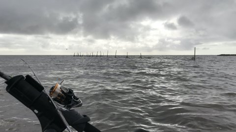 ringkøbing havn lystfiskeri aborre flydering