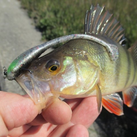 aborre vonå high5lures