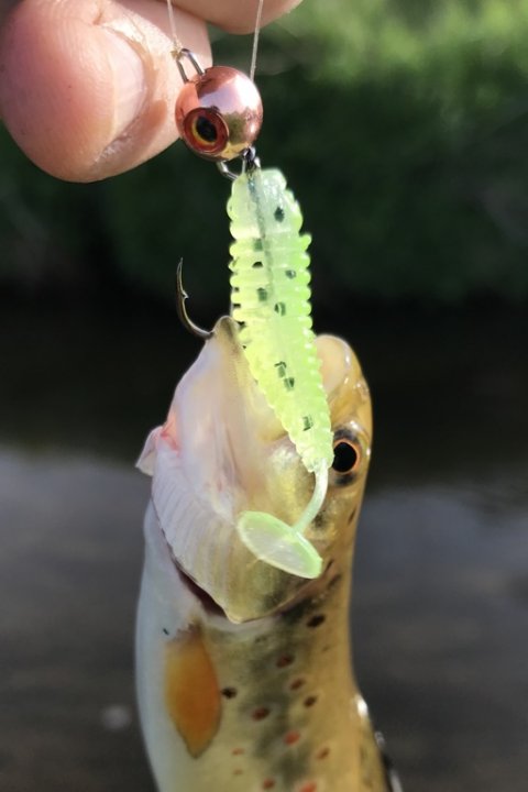 Salmo trutta fario på gummidyr