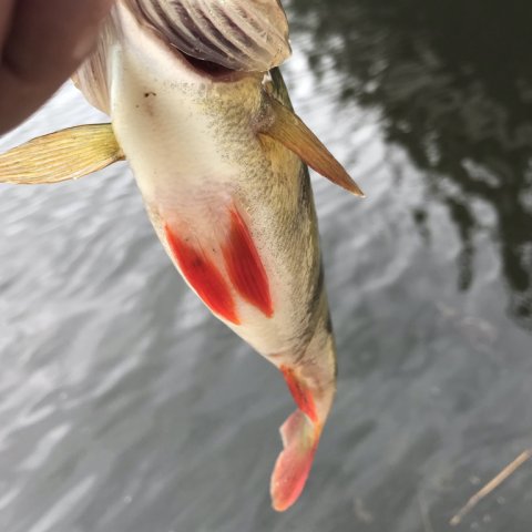 aborre vonå lystfiskeri røde finner