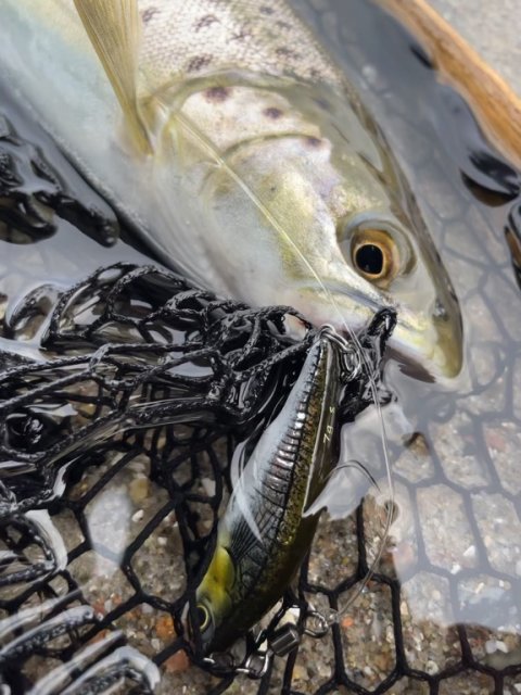 Vestfynsk havørred til Pausefiskeren