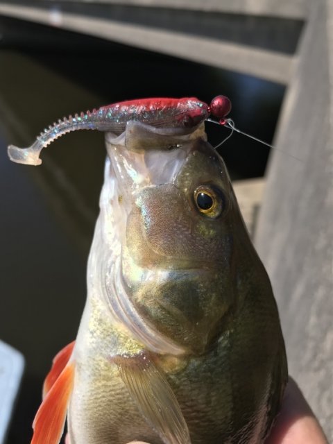 Jigfiskeri med Gunki Grubby Shad