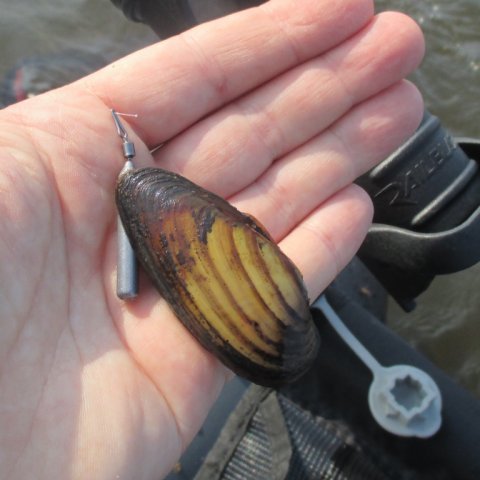 musling stadil fjord vestjylland