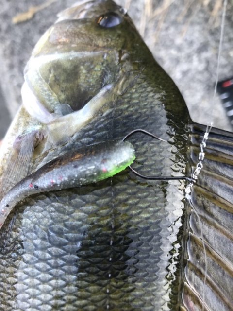 vonå aborre perch barsch Vestjylland fiskeri dropshot