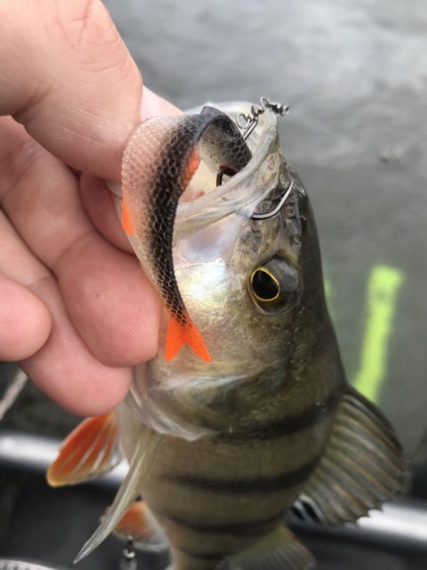 aborre på gummi lmab finesse filet