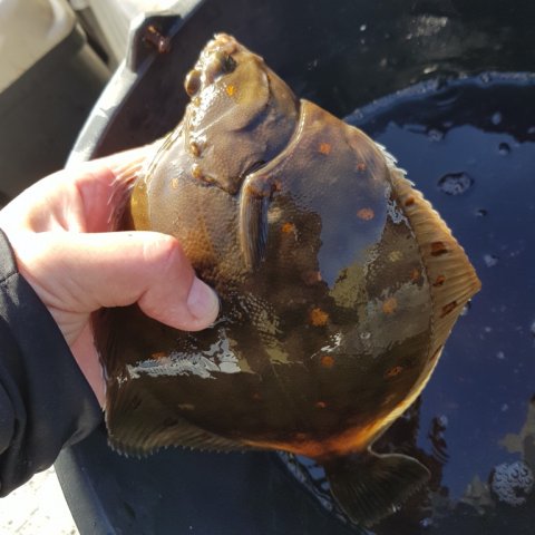 rødspætte Åbenrå fjord Aabenraa fiskeri fladfisk