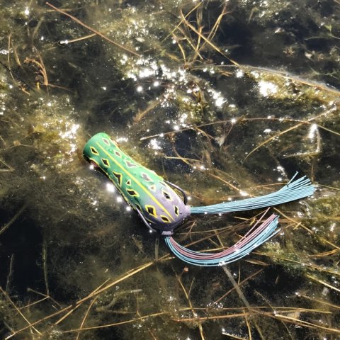 topwater geddefiskeri popper frø frog vestjylland