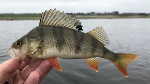 aborre lystfiskeri flydering TRD nedrig