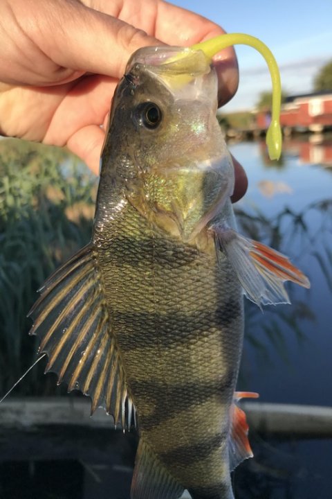 vonå aborre barsch perch dropshot fiskeri Vestjylland 