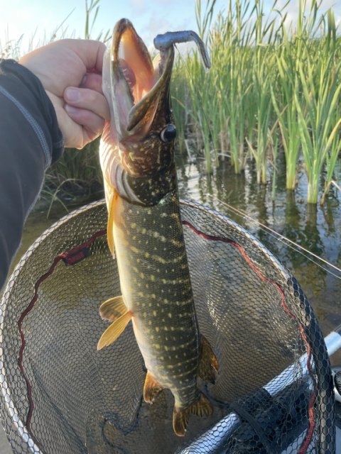 Esox på aborregummi