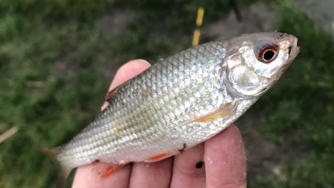 skalle vonåen medefiskeri