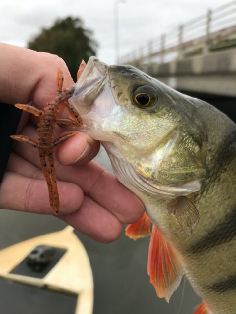 aborre barsch perch vonå dropshot vestjylland
