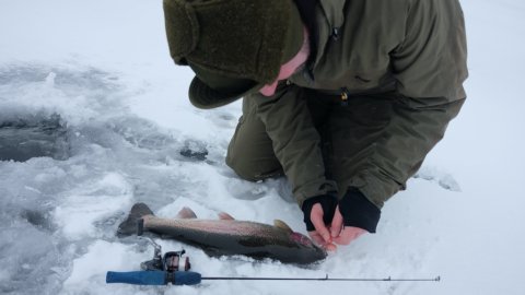 regnbueørred loch nees put and take isfiskeri