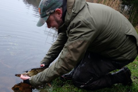 gedde fiskeri catch and release hecht pike