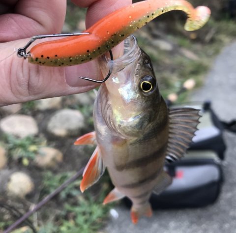 aborre barsch carolina-rig vonåen lystfiskeri Vestjylland