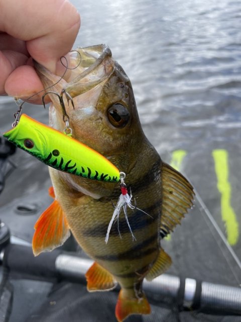 Endnu en aborre på popperen