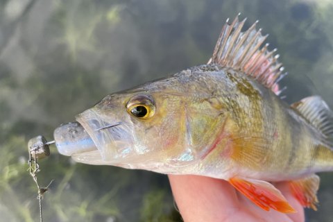 Aborren der overlevede geddeangreb