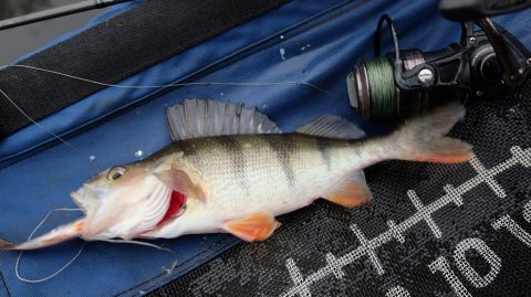 Mindre aborre på agnfisk - Kasper Strube slår til igen