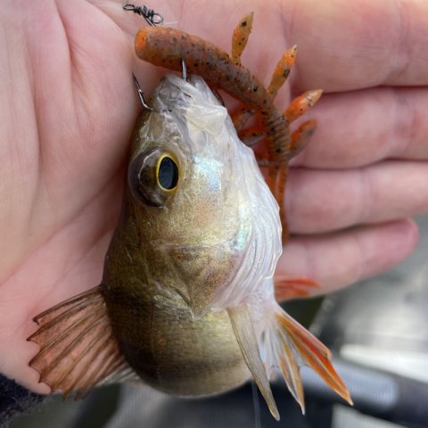 Første aborre fra Lillesø - i den gamle Tjæreborg Fiskepark