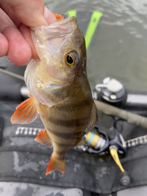 Flere striber fanget med dropshot og Illex Scissorcomb