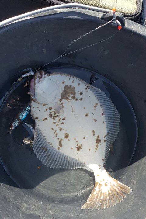 skrubbe Aabenraa fjord Åbenrå fiskeri fladfisk kutter