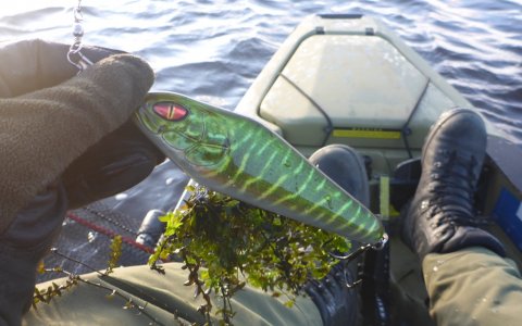 gedde fiskeri hecht angeln pike fishing vestjylland 