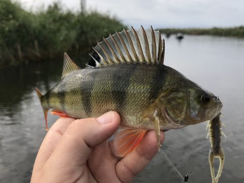 trd hogz zman aborre fiskeri