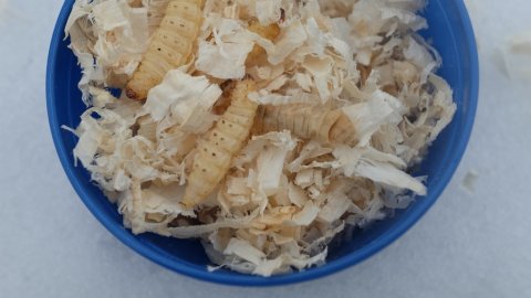 Bienenmaden loch nees put and take 