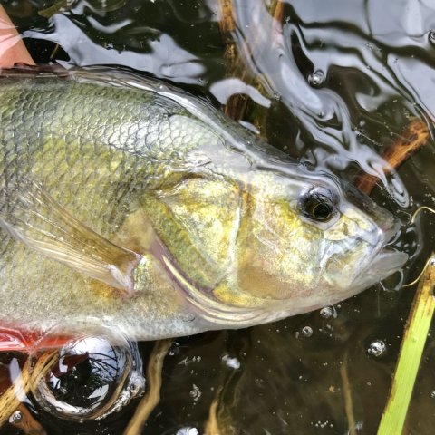 perch barsch angeln flydering highrider dropshot ormefiskeri