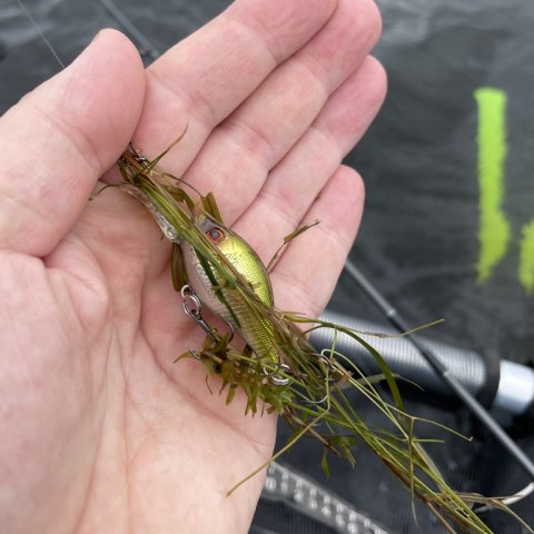 Grødefyldt farvand og bøvl med spinnefiskeriet