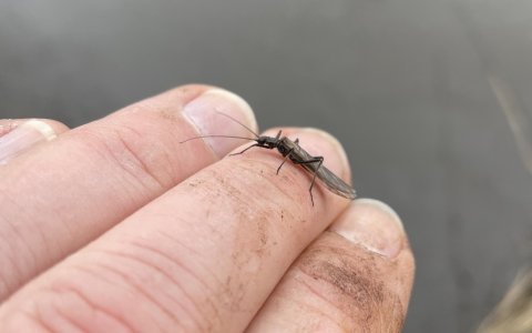 Kryb og kravl en forårsdag ved åen