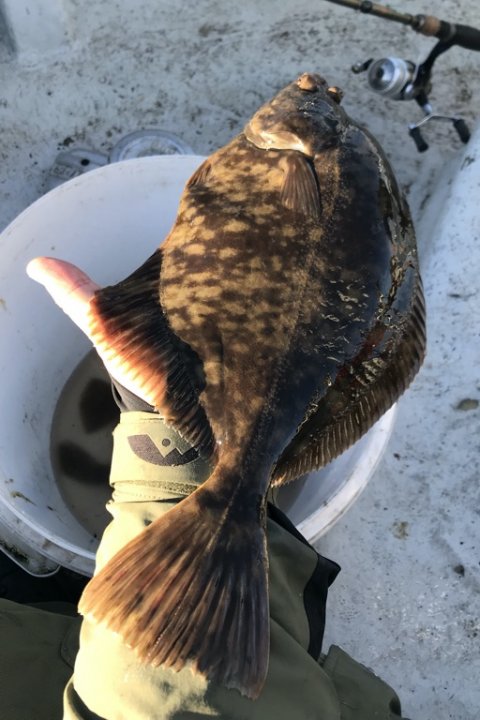 skrubbe langelandsbæltet rødspætte fiskeri Felix