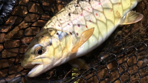 bækørred fra Vestjylland