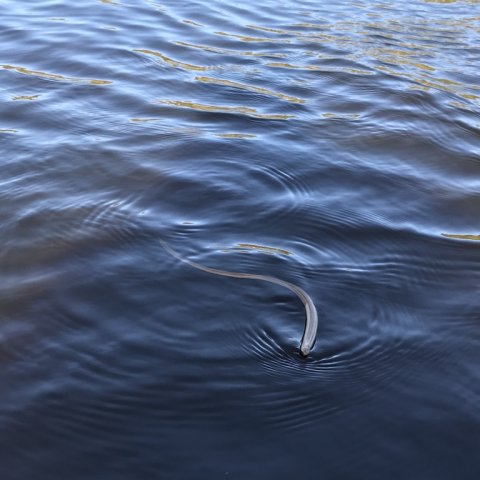 ringkøbing fjord aborrefiskeri slange hugorm