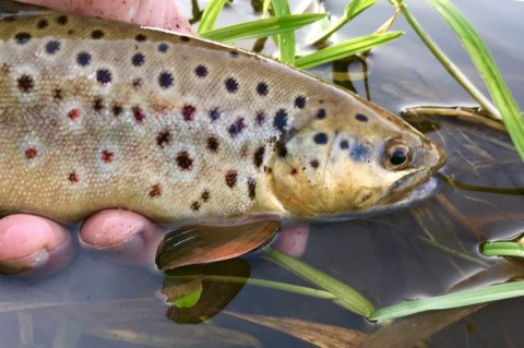 bækørred vestjylland fiskeri hover å
