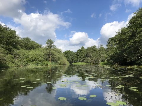 Pragtfuld udsigt på åen - sommer i Danmark