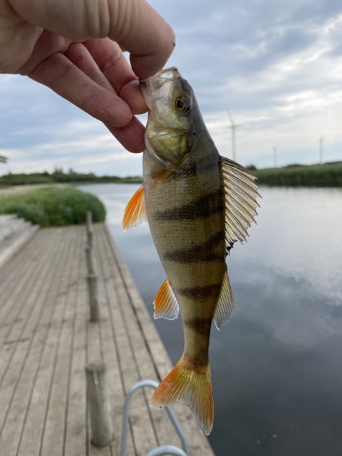 Aborre på dropshot-fisket orm