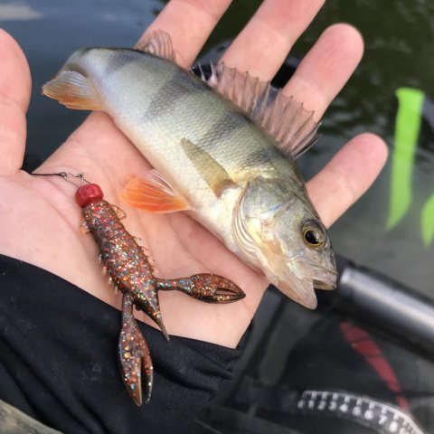 nedrig jigfiskeri striber aborre