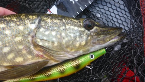 gedde premiere pigshad møllesø flydering highrider