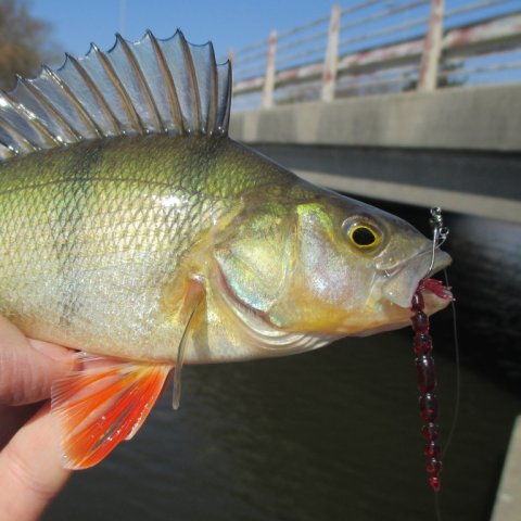 aborre vonå westin bloodteez