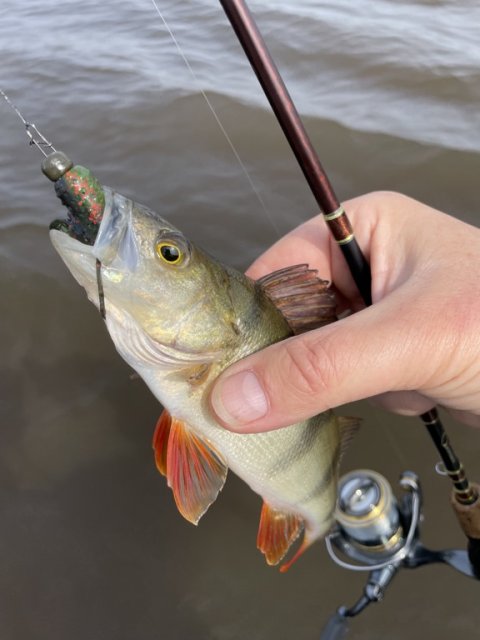 Aborre ved vadefiskeri i Karlsgårde Sø