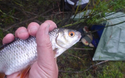 skalle natfiskeri medefiskeri