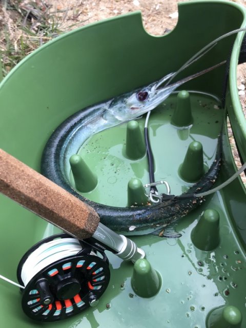 limfjorden hornfisk på flue fluefiskeri