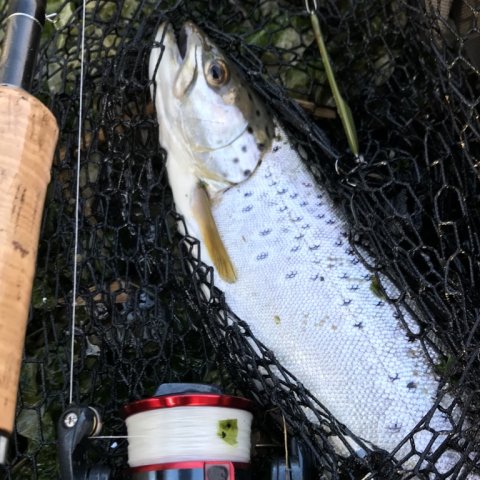Fangst havørred i nettet