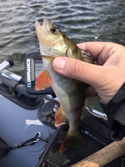 små aborrer jigfiskeri highrider 170