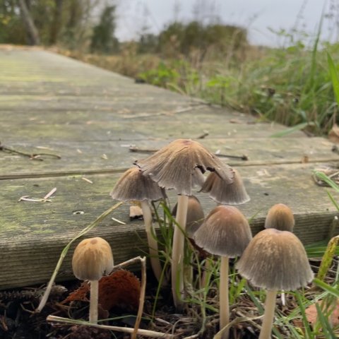 Svampe og efterår ved Hover Å